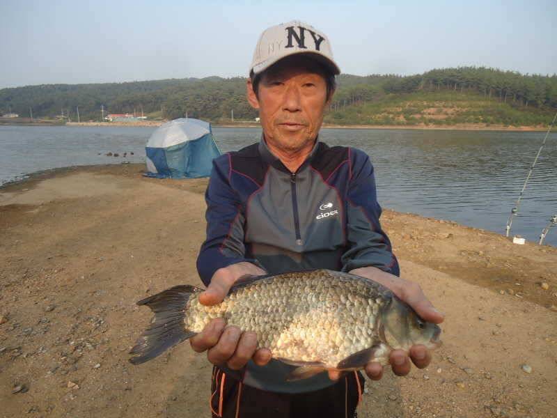 1016 안면도권 저수지 및 부남호 주말 조황 (조황조행기 - 특파원조황)