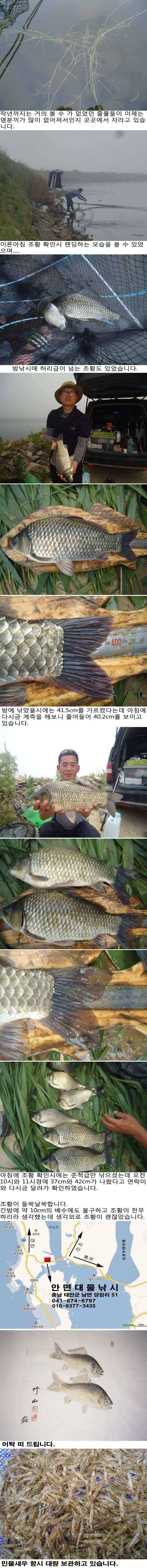 617 부남호 배수중에도 나온 42cm 대물붕어 조황 (조황조행기 - 특파원조황)
