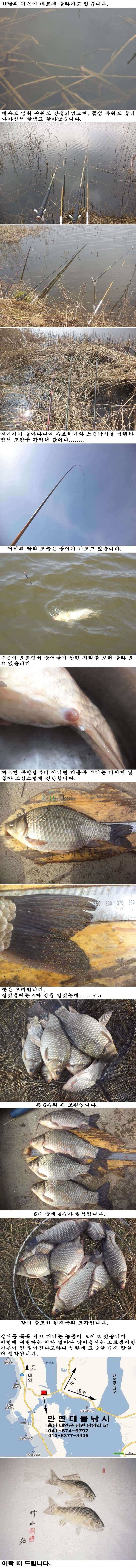 315 부남호 조폭 붕어 조황 (조황조행기 - 특파원조황)
