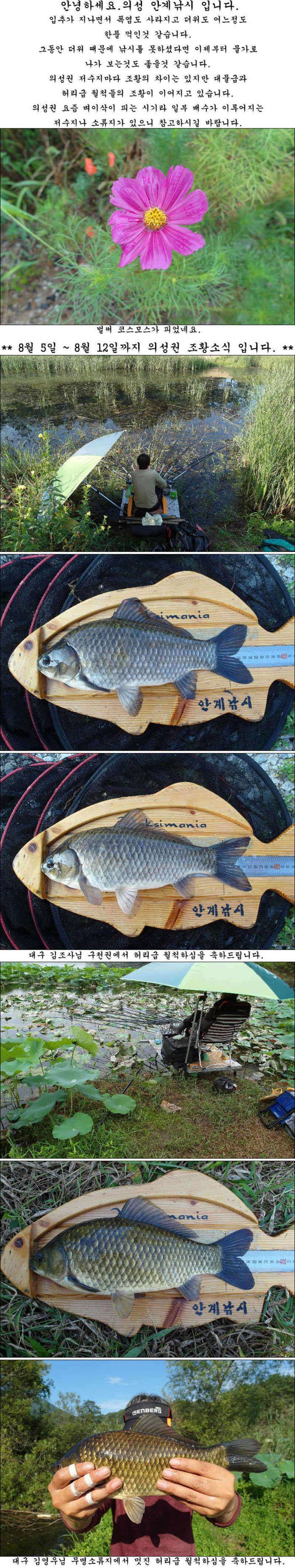 405cm398cm에 허리급 월척들 조황 (조황조행기 - 특파원조황)