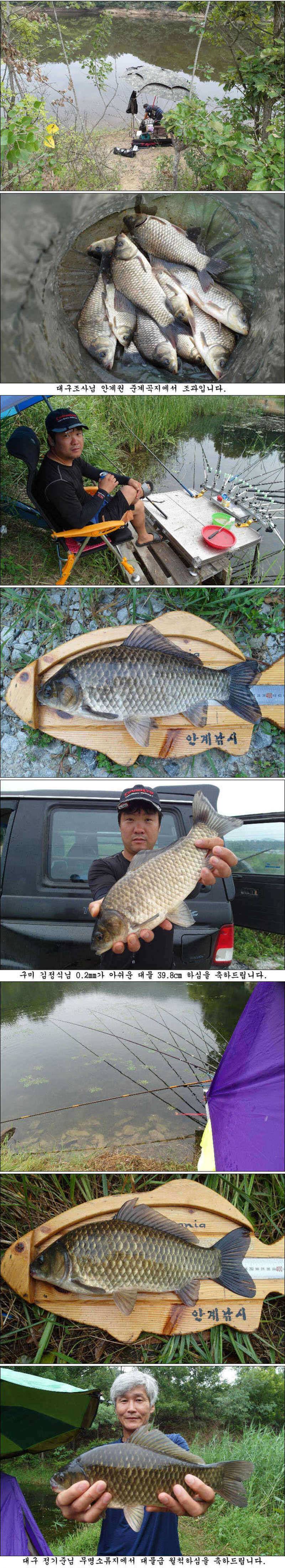 405cm398cm에 허리급 월척들 조황 (조황조행기 - 특파원조황)
