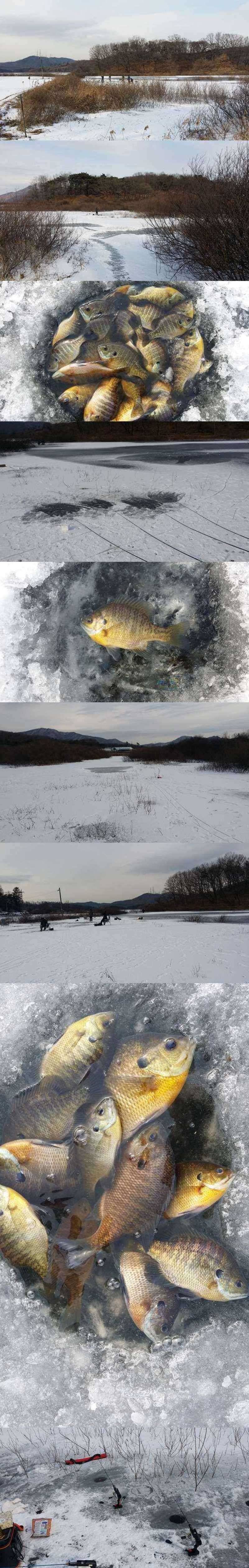 고삼지 블루길들의 모습 (조황조행기 - 특파원조황)