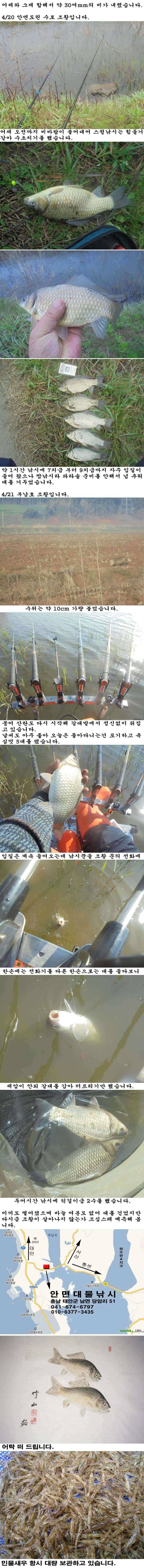 420 21 안면도권 수로 및 부남호 조황 (조황조행기 - 특파원조황)