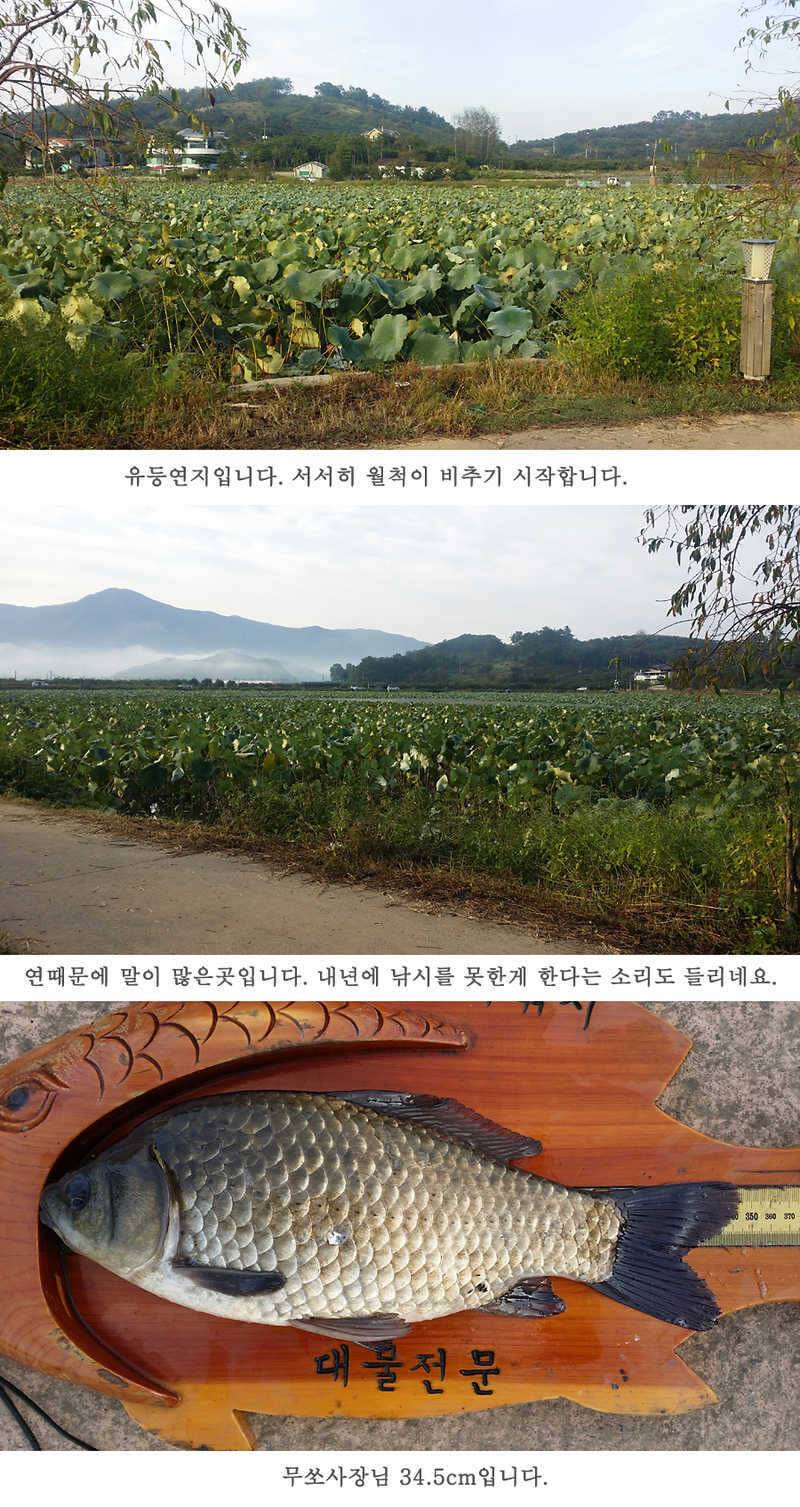 청도권 이번주 조황입니다 (조황조행기 - 특파원조황)