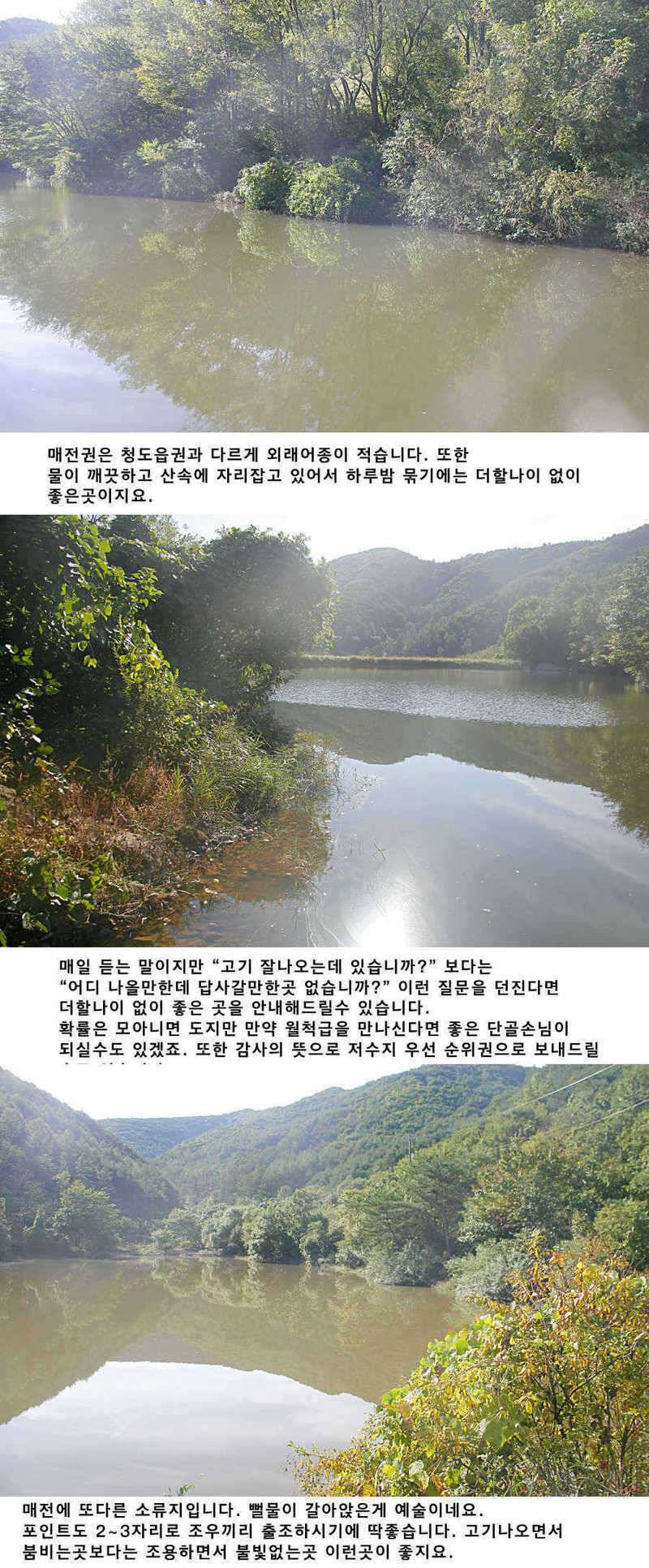 청도권 소류지에서 월척들이 (조황조행기 - 특파원조황)