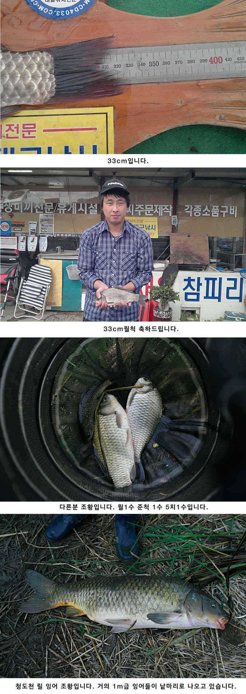 청도권 소류지에서 월척들이 (조황조행기 - 특파원조황)