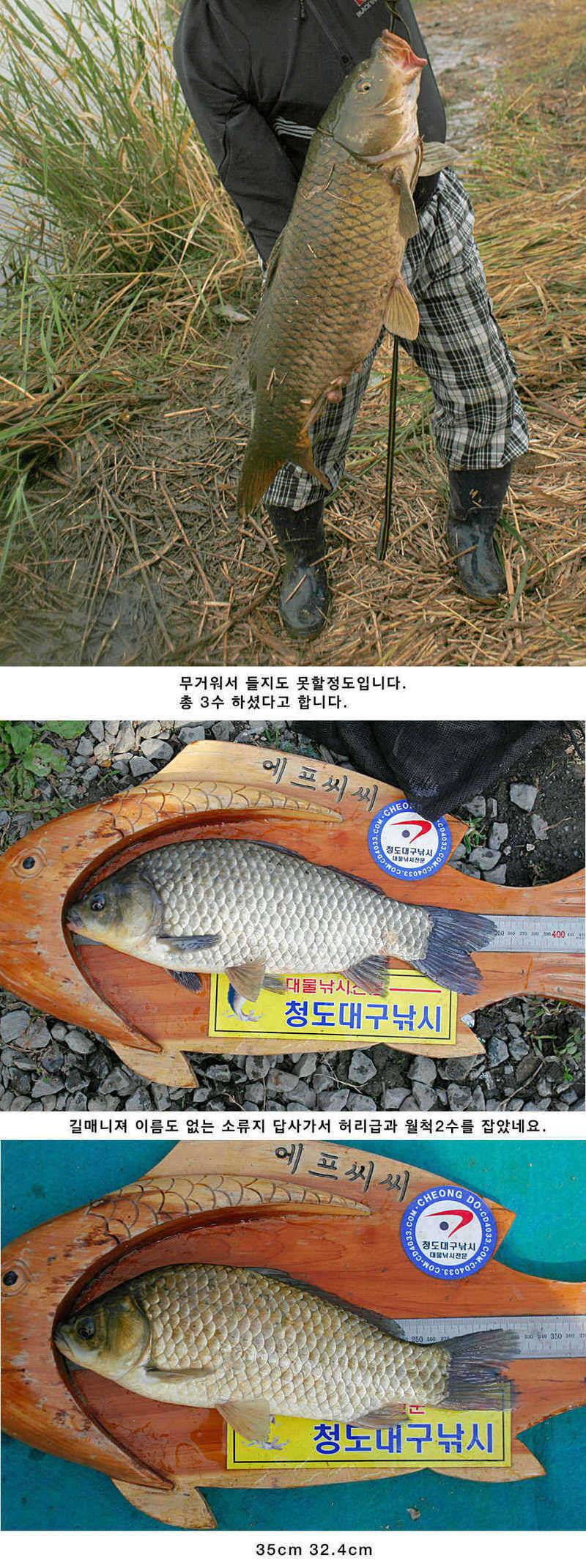 청도권 소류지에서 월척들이 (조황조행기 - 특파원조황)