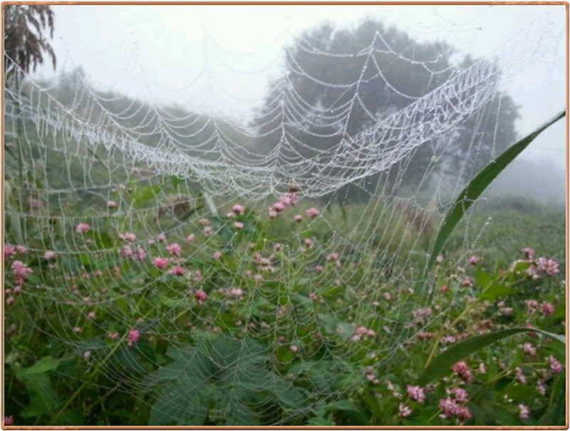 진위천 조황 소식 (조황조행기 - 특파원조황)