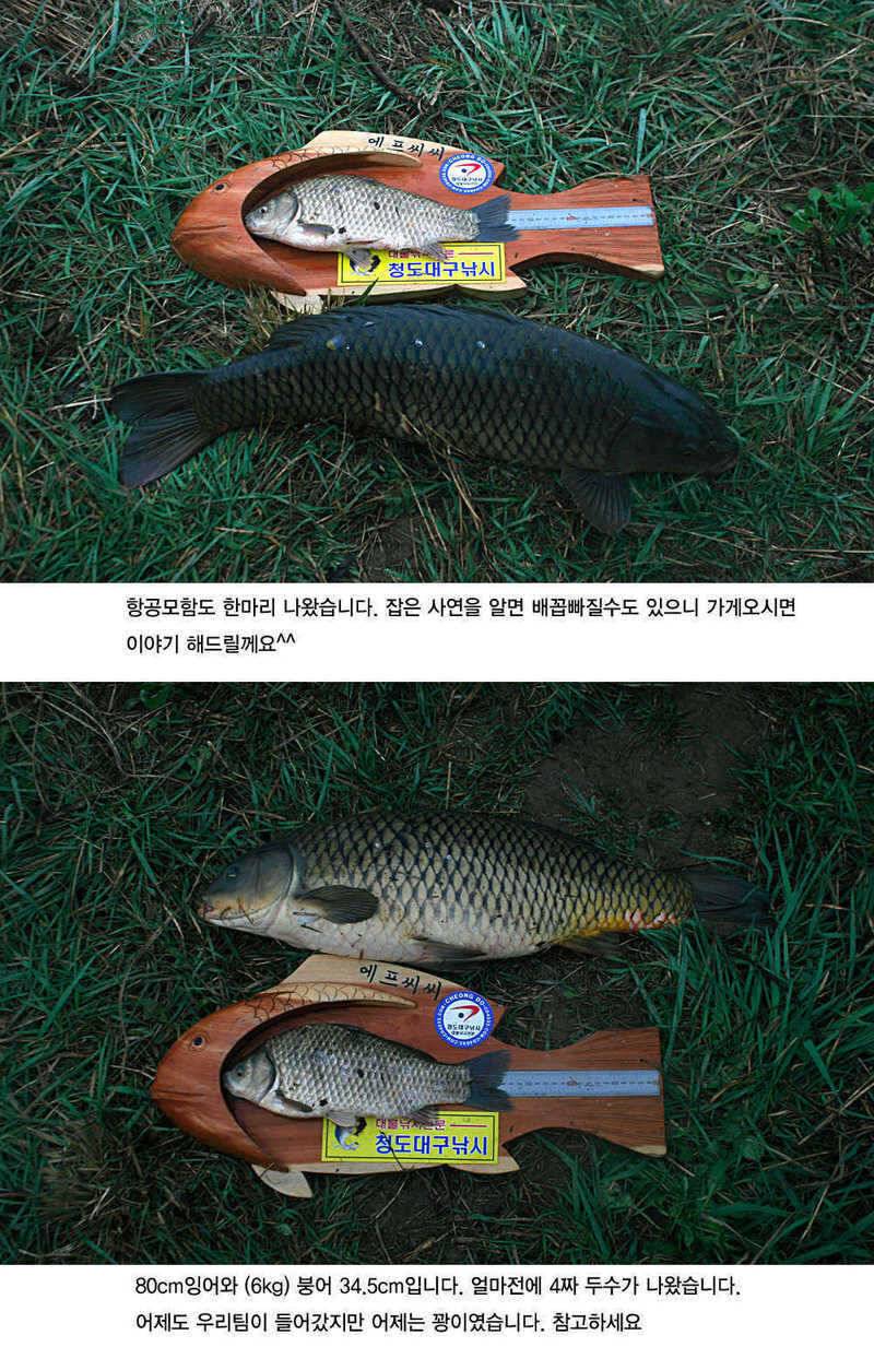 청도권 4짜소식 호조황소식 (조황조행기 - 특파원조황)