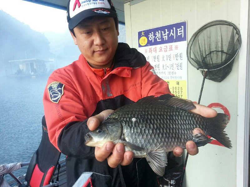 하천낚시터 월척붕어 및 마릿수 조황 (조황조행기 - 특파원조황)