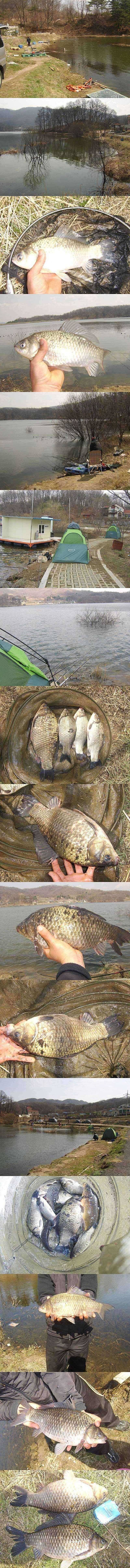 두창지 4짜 명품붕어가 3 수씩이나 (조황조행기 - 특파원조황)