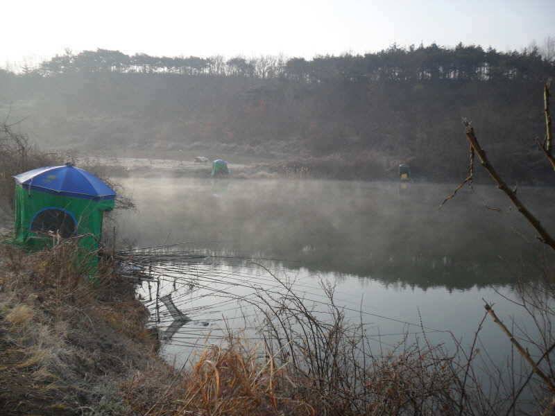 알자리 보러나온 붕어 (조황조행기 - 특파원조황)