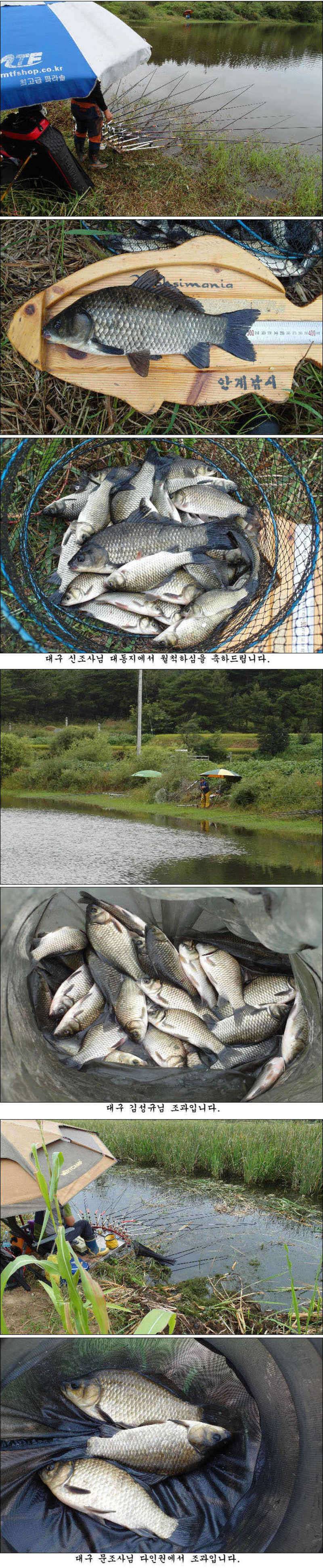 가을빛 고운 붕어들 (조황조행기 - 특파원조황)