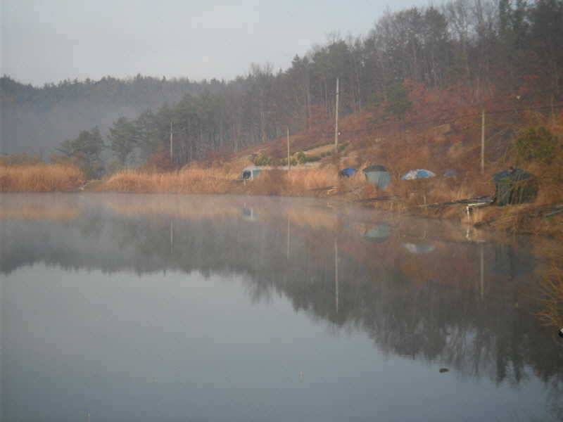 알자리 보러나온 붕어 (조황조행기 - 특파원조황)