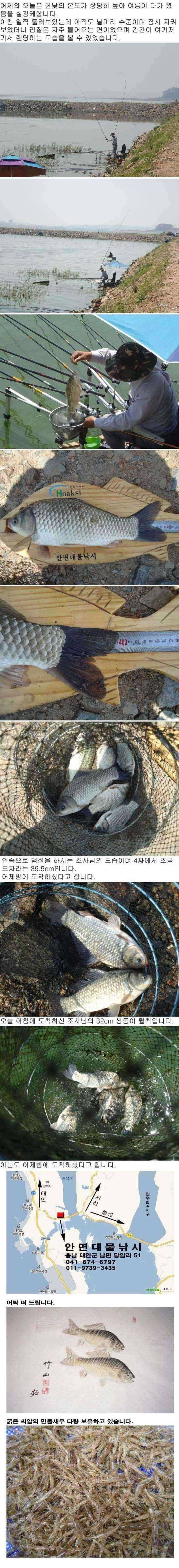 부남호 주중 조황 안내 (조황조행기 - 특파원조황)