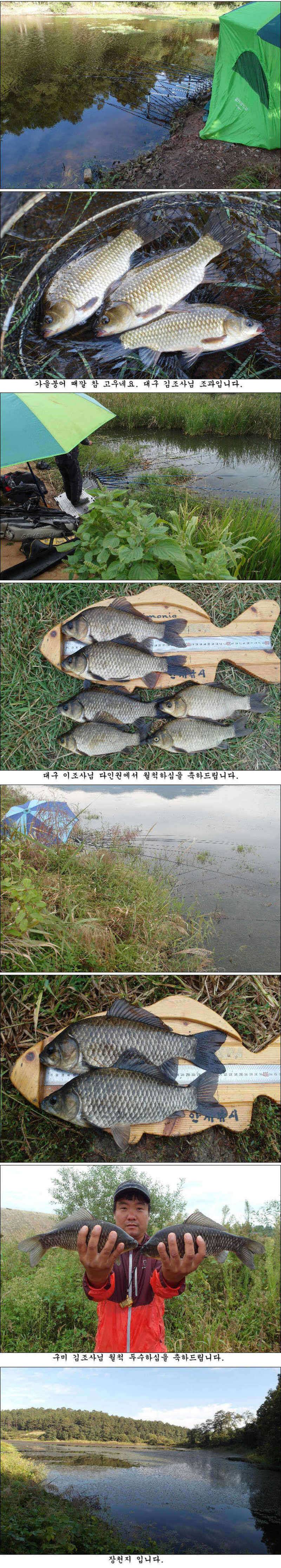 가을빛 고운 붕어들 (조황조행기 - 특파원조황)