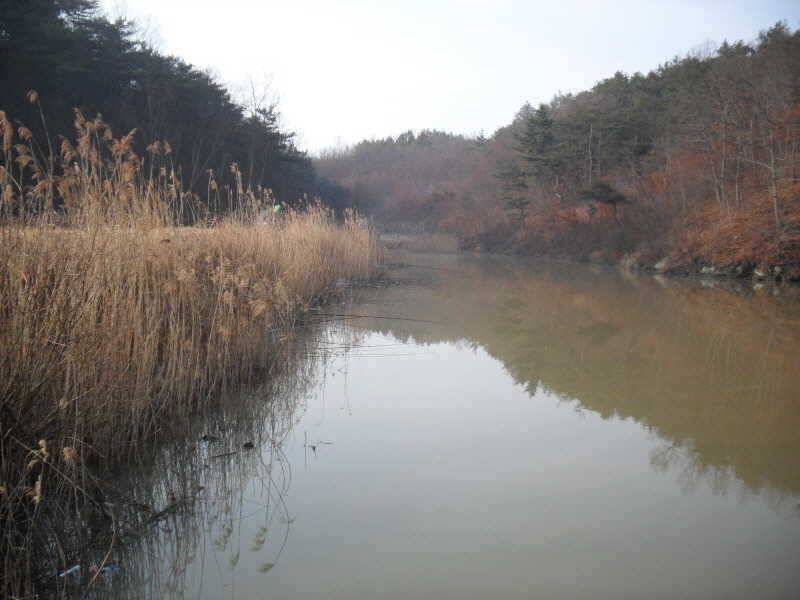 알자리 보러나온 붕어 (조황조행기 - 특파원조황)