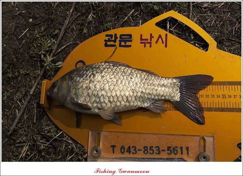 충주괴산권 조황 (조황조행기 - 특파원조황)