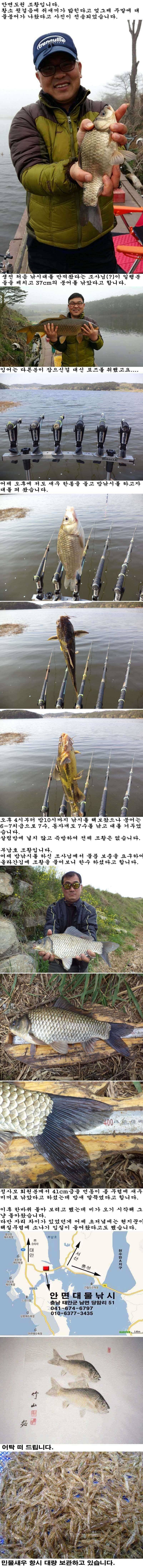 427 안면도권 저수지 및 부남호 주중 조황 (조황조행기 - 특파원조황)