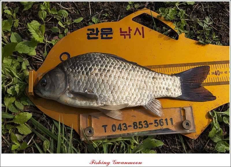 충주괴산권 조황 (조황조행기 - 특파원조황)