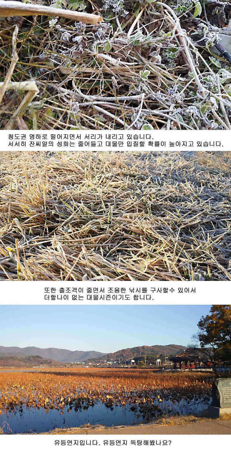 청도권 지난주 조황정보 (조황조행기 - 특파원조황)