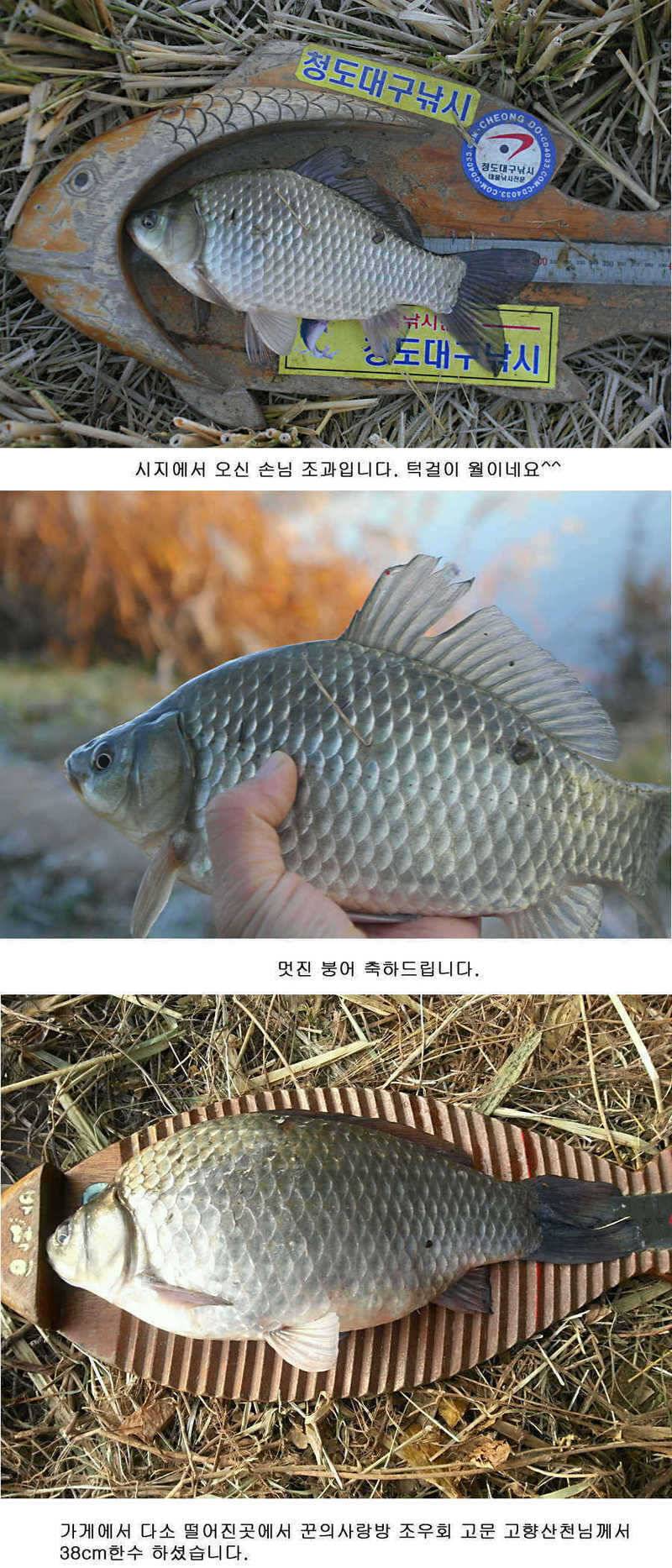 청도권 지난주 조황정보 (조황조행기 - 특파원조황)