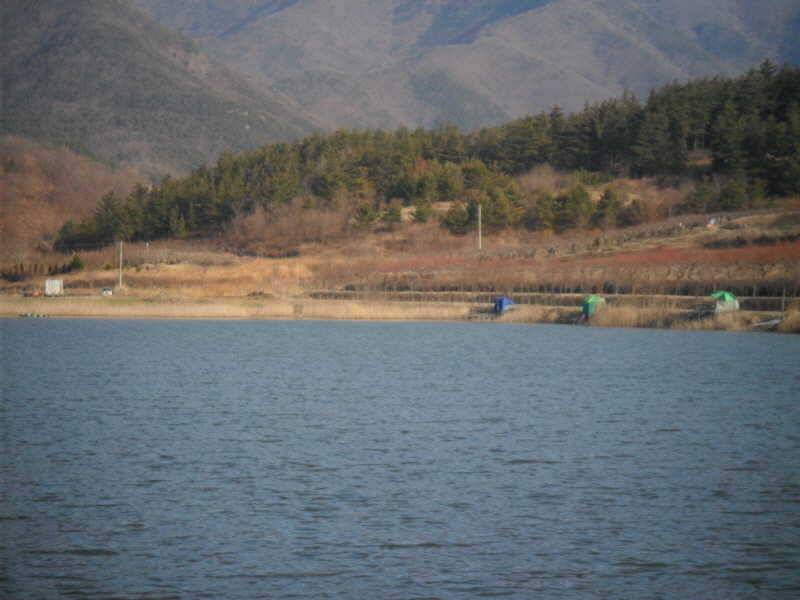 알자리 보러나온 붕어 (조황조행기 - 특파원조황)