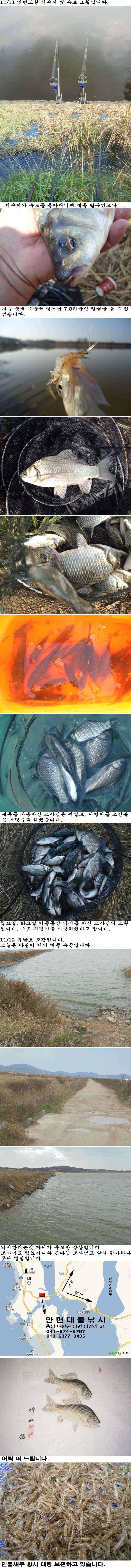 1112 안면도권 저수지 및 수로 부남호 조황 (조황조행기 - 특파원조황)