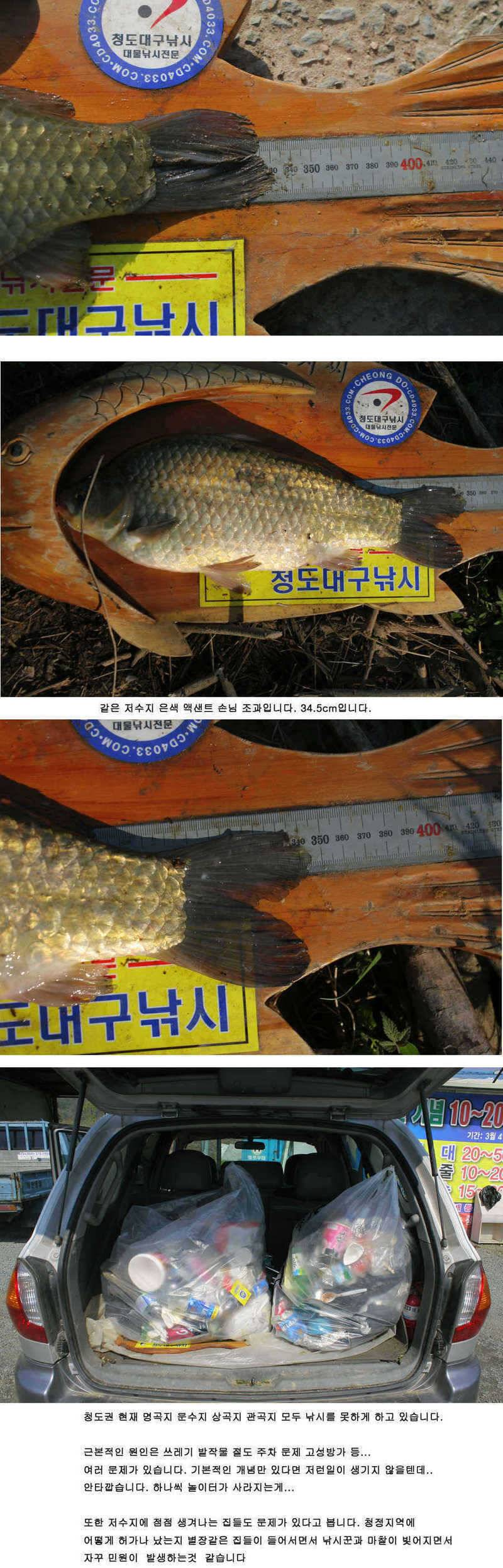 청도권 주말 조황30cm40cm호조황 (조황조행기 - 특파원조황)