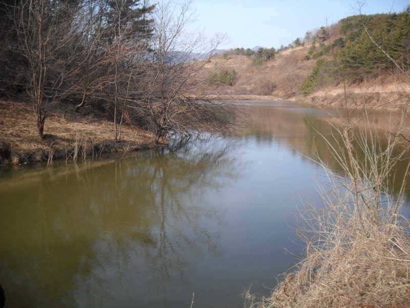 알자리 보러나온 붕어 (조황조행기 - 특파원조황)
