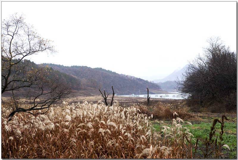 내사리 제일 월척 행진 (조황조행기 - 특파원조황)