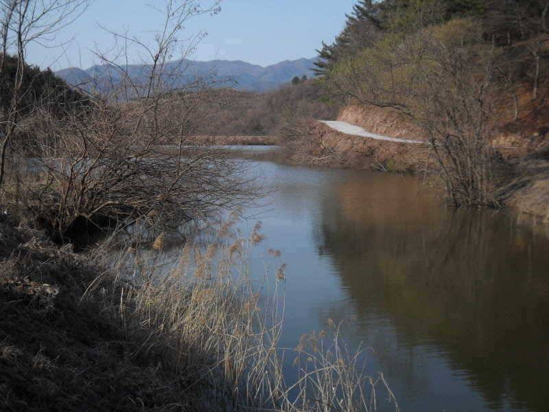 알자리 보러나온 붕어 (조황조행기 - 특파원조황)