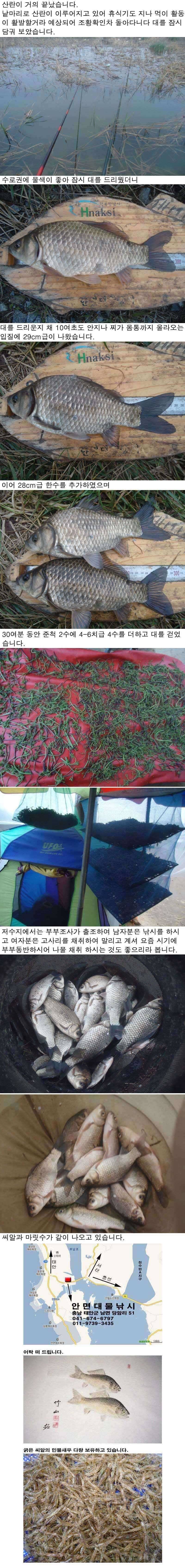425 안면도권 물에서는 붕어가 산에서는 나물들이 (조황조행기 - 특파원조황)