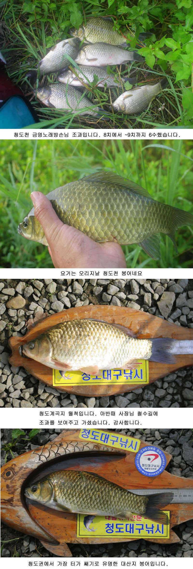 청도권 대물 등장 39 43 46cm (조황조행기 - 특파원조황)