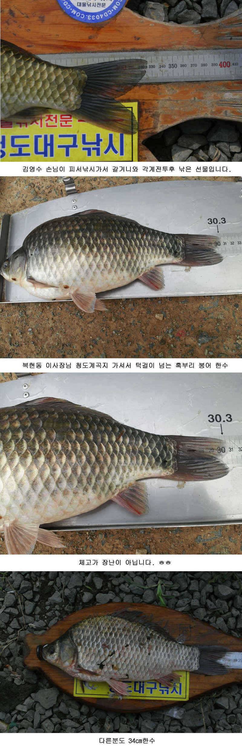 청도권 대물 등장 39 43 46cm (조황조행기 - 특파원조황)
