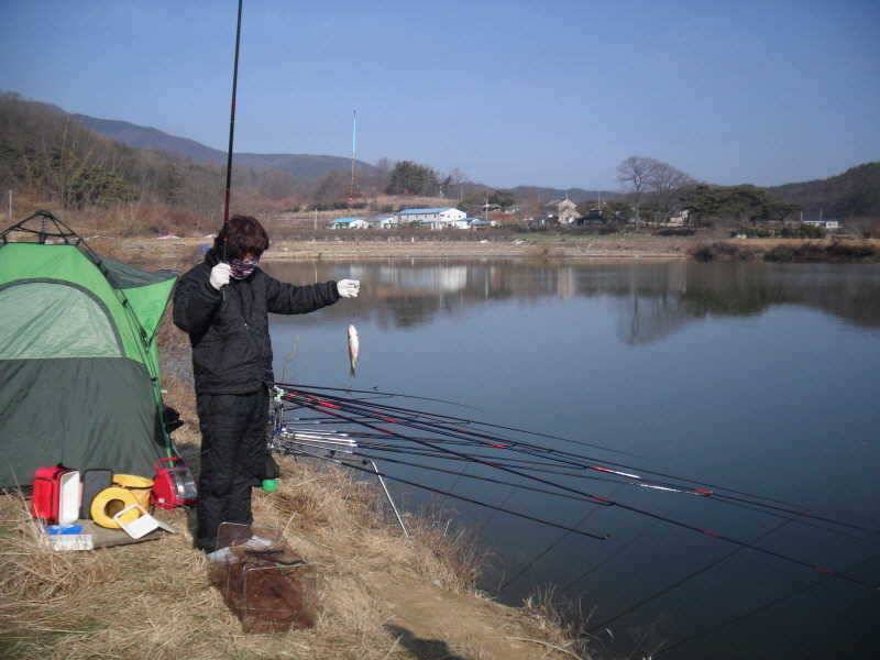 알자리 보러나온 붕어 (조황조행기 - 특파원조황)