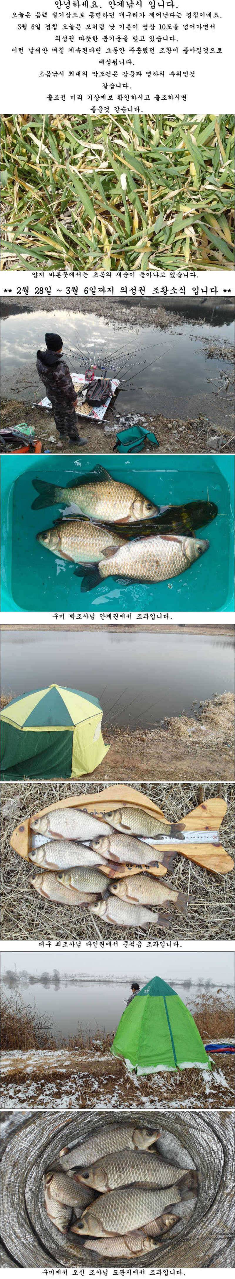 3월 첫째주 의성권 조황소식입니다 (조황조행기 - 특파원조황)