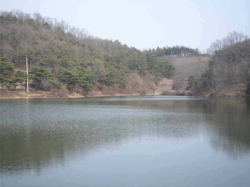 알자리 보러나온 붕어 (조황조행기 - 특파원조황)