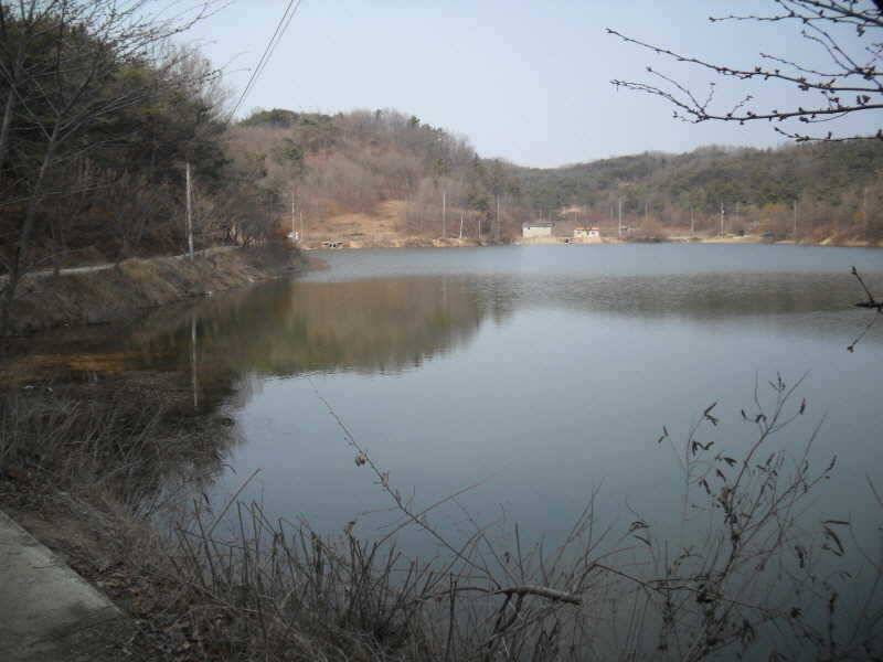 알자리 보러나온 붕어 (조황조행기 - 특파원조황)