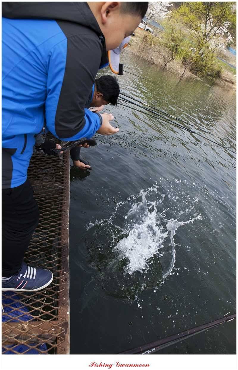 충주권 노지화곡지칠성지 대물들 (조황조행기 - 특파원조황)