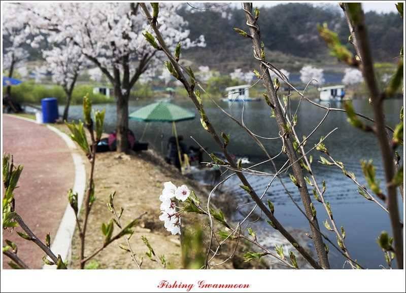 충주권 노지화곡지칠성지 대물들 (조황조행기 - 특파원조황)