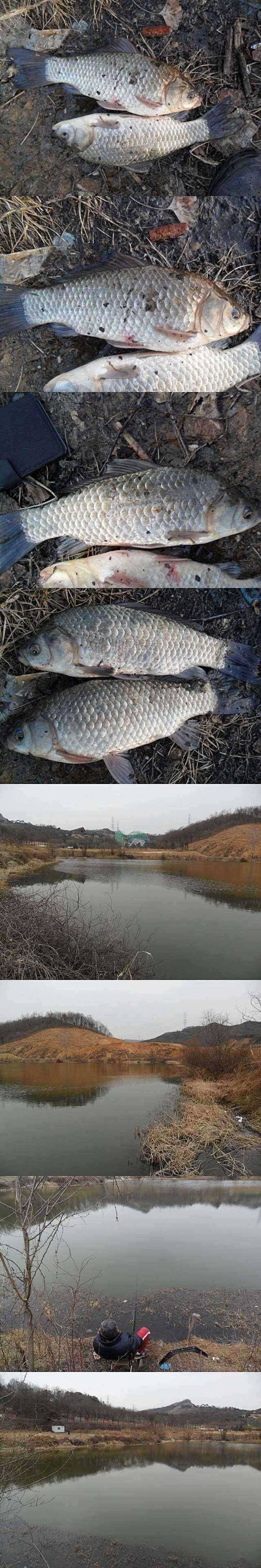신안지 붕어의 모습 (조황조행기 - 특파원조황)