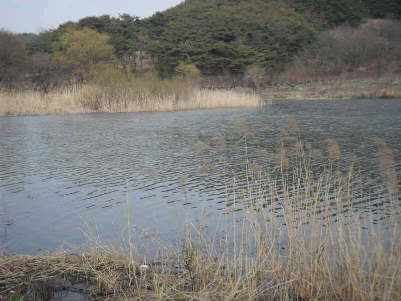 알자리 보러나온 붕어 (조황조행기 - 특파원조황)