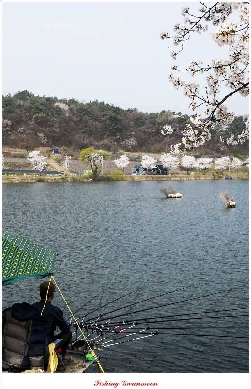충주권 노지화곡지칠성지 대물들 (조황조행기 - 특파원조황)