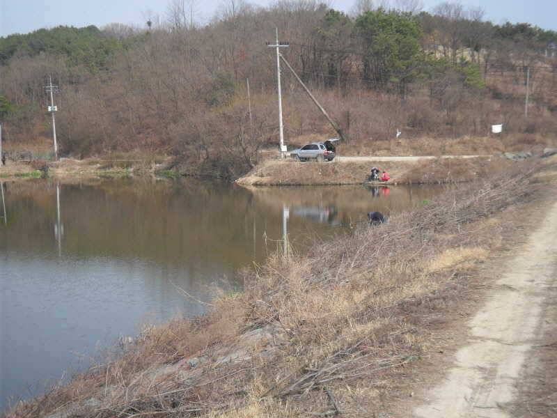 알자리 보러나온 붕어 (조황조행기 - 특파원조황)