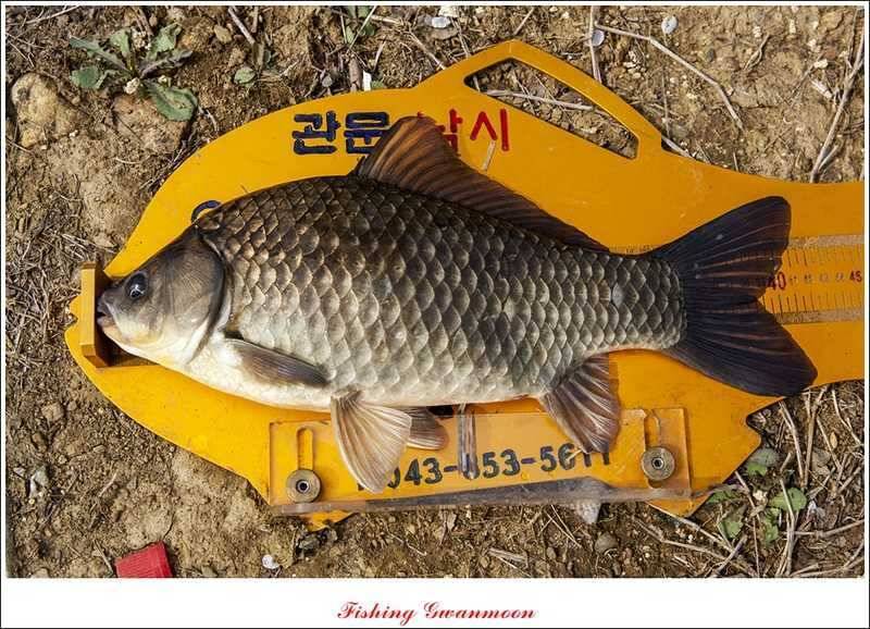 충주권 노지화곡지칠성지 대물들 (조황조행기 - 특파원조황)