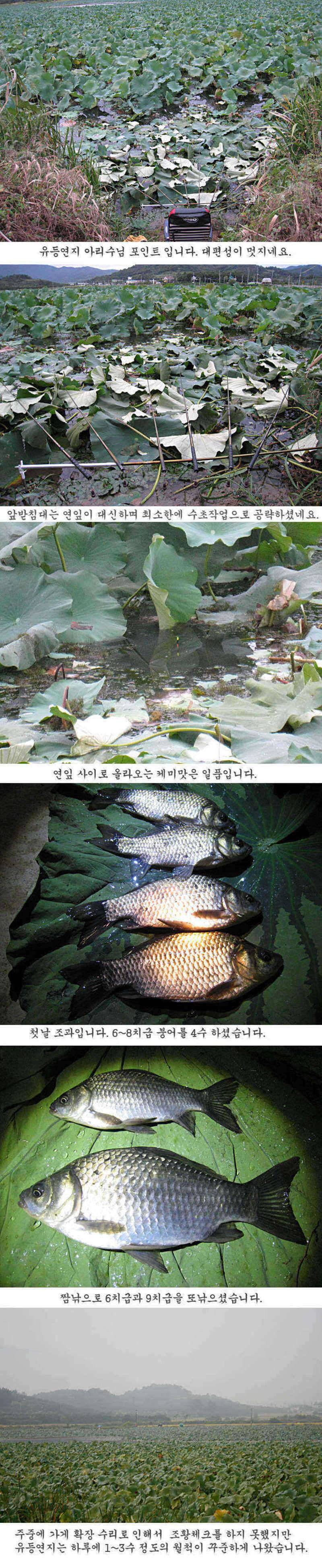 청도권 주중 조황 정보 (조황조행기 - 특파원조황)