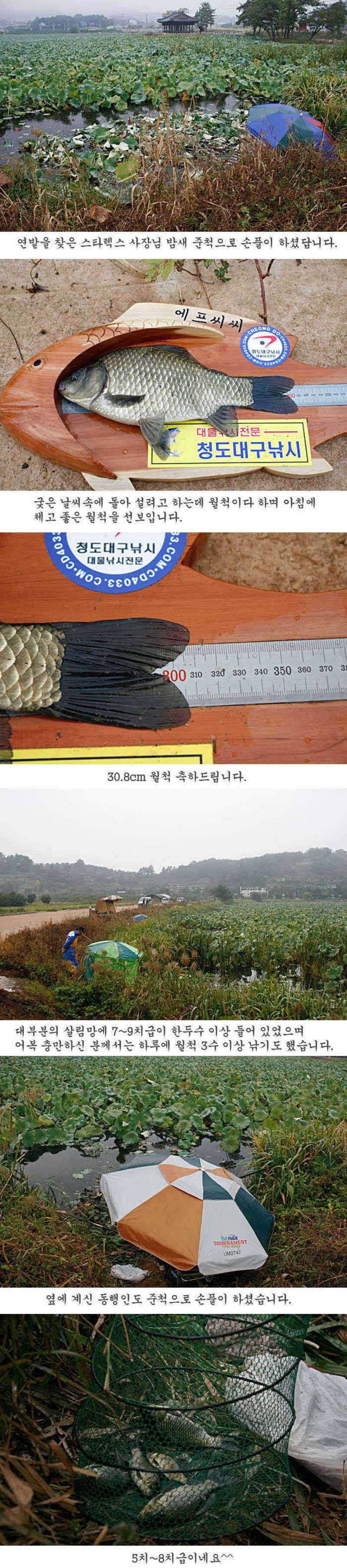 청도권 주중 조황 정보 (조황조행기 - 특파원조황)
