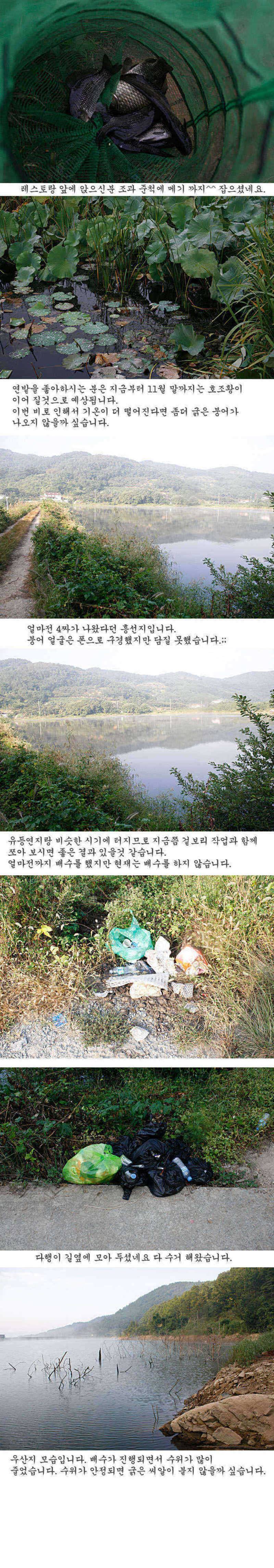 청도권 주중 조황 정보 (조황조행기 - 특파원조황)