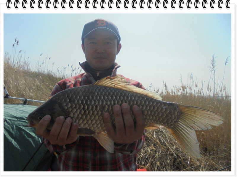 49 부남호 44cm 41cm등 마릿수 대박 주말 조황 (조황조행기 - 특파원조황)